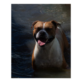 Happy Dog Swimming Perfect Poster