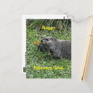 Happy February 2nd Custom Groundhog Postcards Vykort