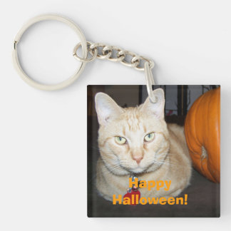 Happy halloween Orange Tabby katt med pumpkin