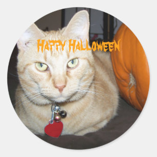 Happy halloween Orange Tabby katt med pumpkin Runt Klistermärke