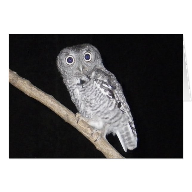 Happy halloween Uggla-kort Hälsningskort (Framsidan Horizontal)