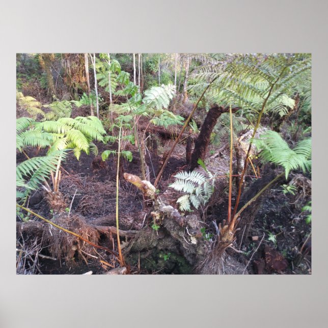 HAPUU FERN FRONDS HAWAII POSTER (Framsidan)