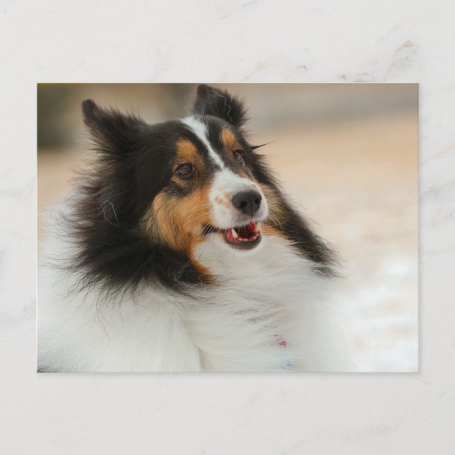 Hapy Shelty Vykort (Framsida)