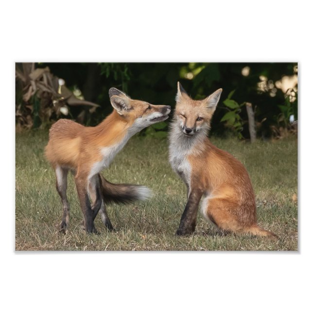 Har A Mint? Fototryck (Framsidan)