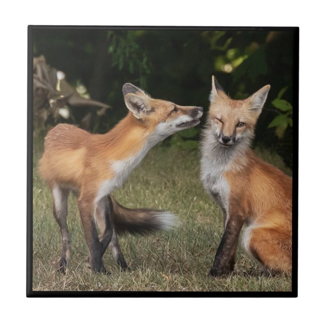 Har A Mint? Kakelplatta (Framsidan)