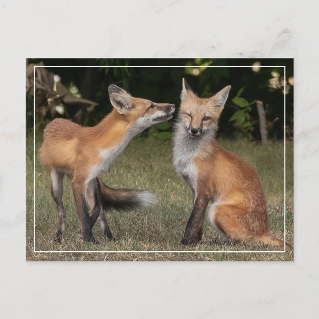 Har A Mint? Vykort (Framsida)