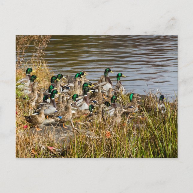 Har Anka? Vykort (Framsida)