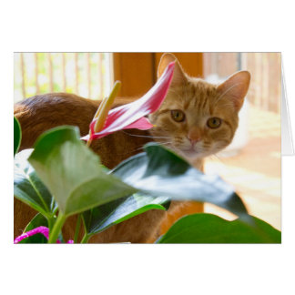 Här är tittar på dig OBS kort