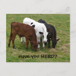 Har du HERD? Tre vykort för kor