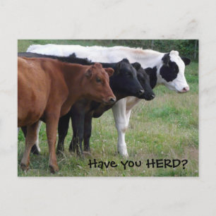 Har du HERD? Tre vykort för kor