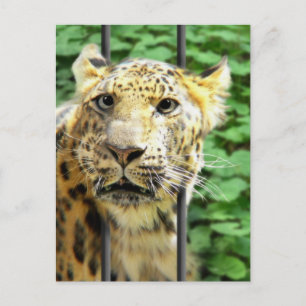 Har du nånsin haft en sån tid? vykort