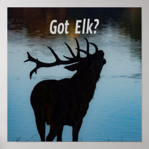 Har Elk? Funny Hunter Humor Poster