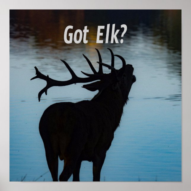 Har Elk? Funny Hunter Humor Poster (Framsidan)