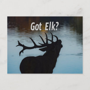 Har Elk? Funny Hunter Humor Vykort