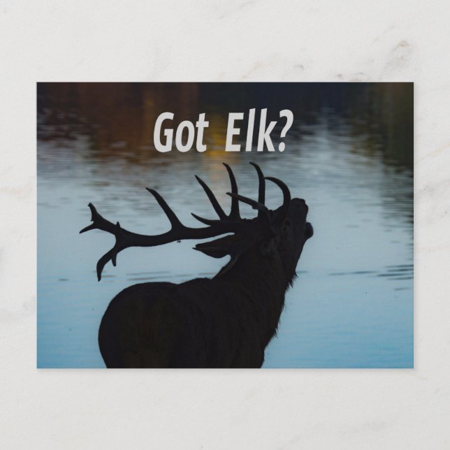 Har Elk? Funny Hunter Humor Vykort (Framsida)