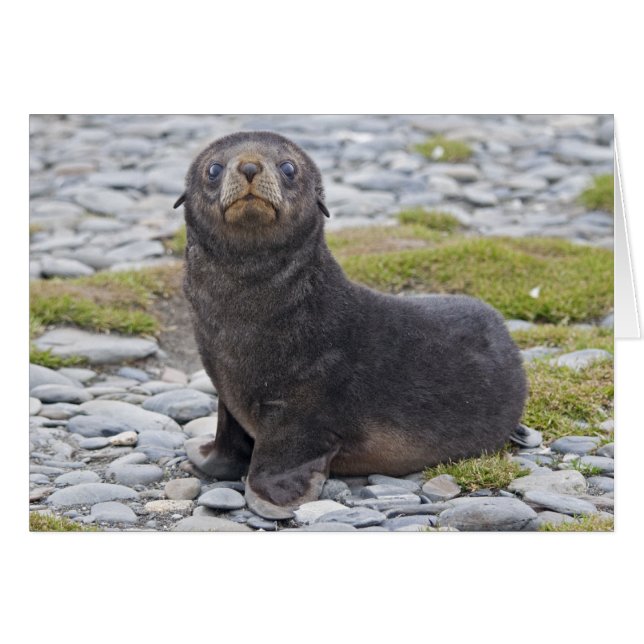 Har Fish? Kort (Framsidan Horizontal)