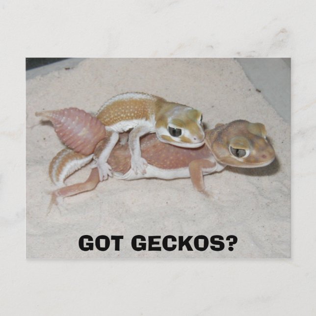 HAR GECKOS? VYKORT (Framsida)