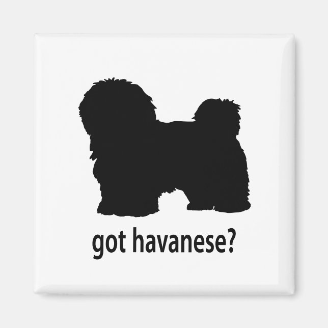 Har Havanese Magnet (Framsidan)