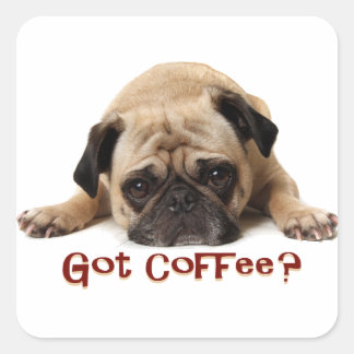 Har kaffe? Pug Sticker Fyrkantigt Klistermärke