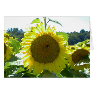 Här kommer Sol-kortet Hälsningskort