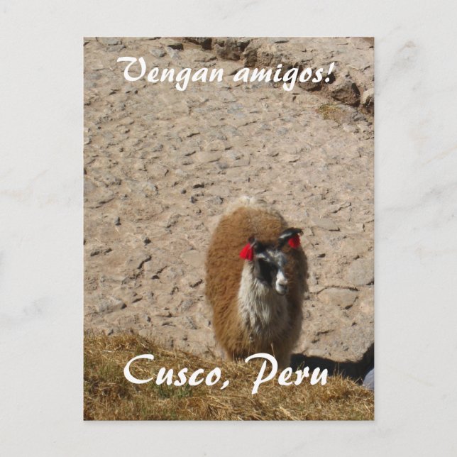 Här llamallama vykort (Framsida)