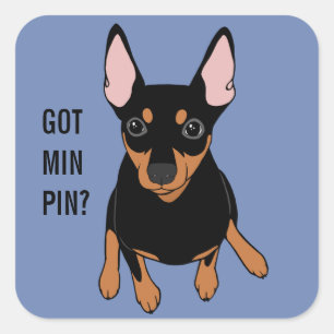 Har Min Pin? Miniature Pinscher (Black)-etikett Fyrkantigt Klistermärke