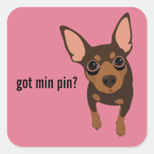 Har Min Pin Miniature Pinscher (Chocolate) Sticker Fyrkantigt Klistermärke