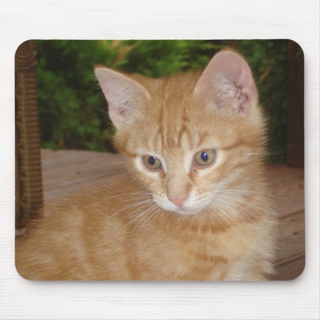 Här Mousey, Mousey! Musmatta (Framsidan)