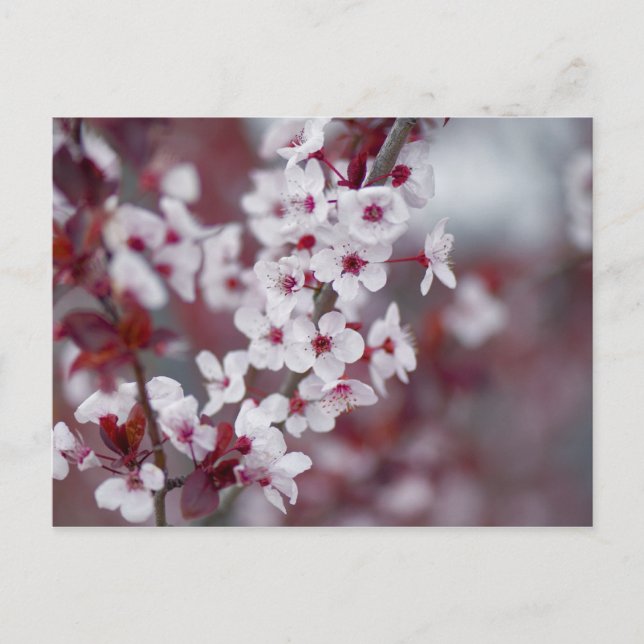 Har någon beställt någon bokeh? vykort (Framsida)