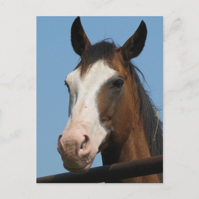 Har några morötter? vykort (Framsida)