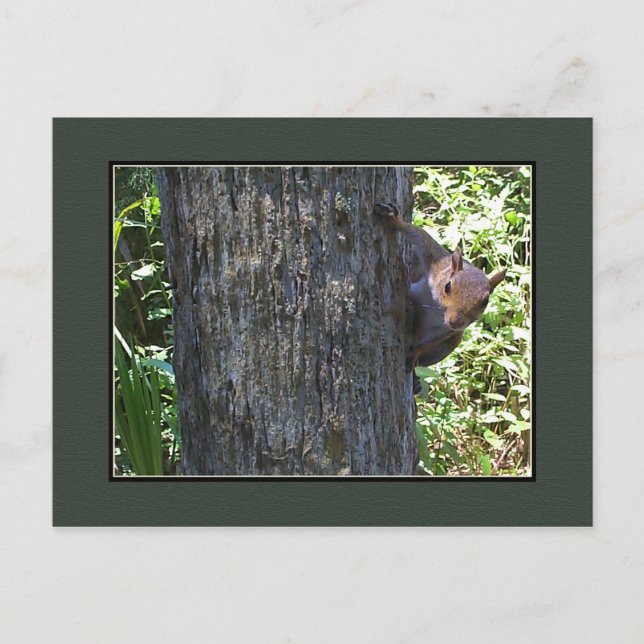 Har Nöt?? Vykort (Framsida)