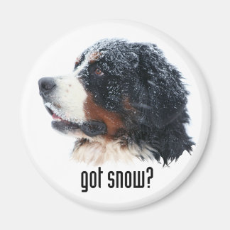 har snö? Bernese Magnet