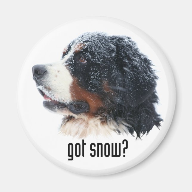 har snö? Bernese Magnet (Framsidan)
