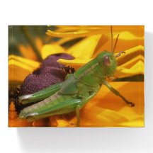 Här tittar du på dig - Gräshoppa