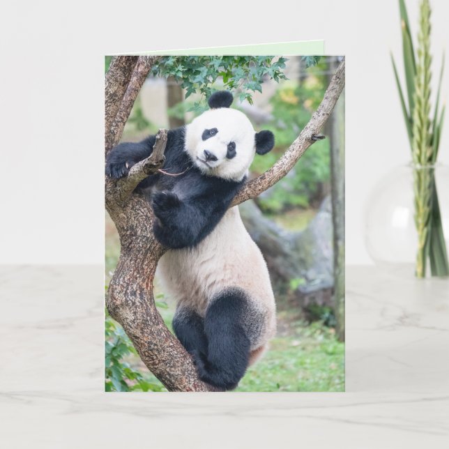Här Tittar du på ditt Panda-hälsningskort Kort (Framsida)
