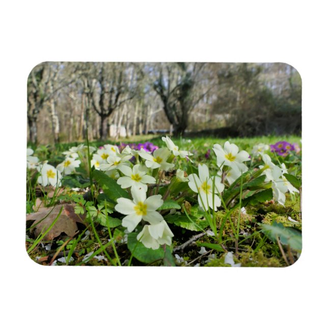 Harbinger från Vår Magnet (Horisontell)