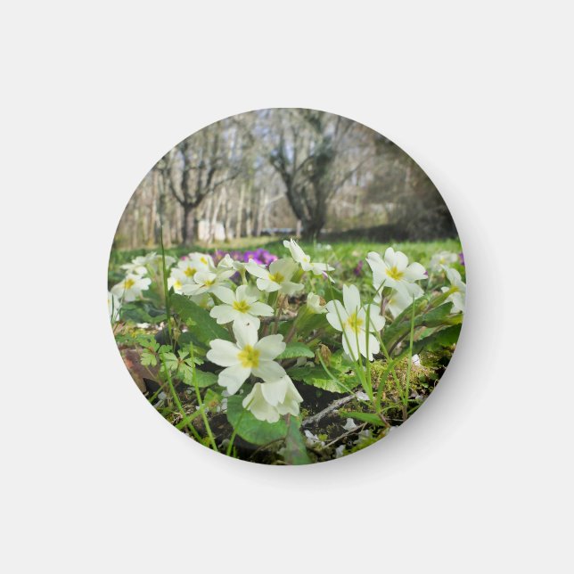 Harbinger från Vår Magnet (Framsidan)