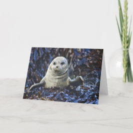 Harbor Seal (Phoca vitulina) Kort