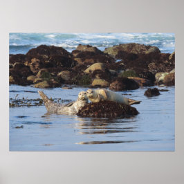 Harbor Seal Posers Poster