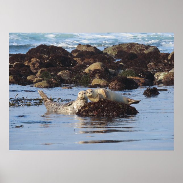 Harbor Seal Posers Poster (Framsidan)