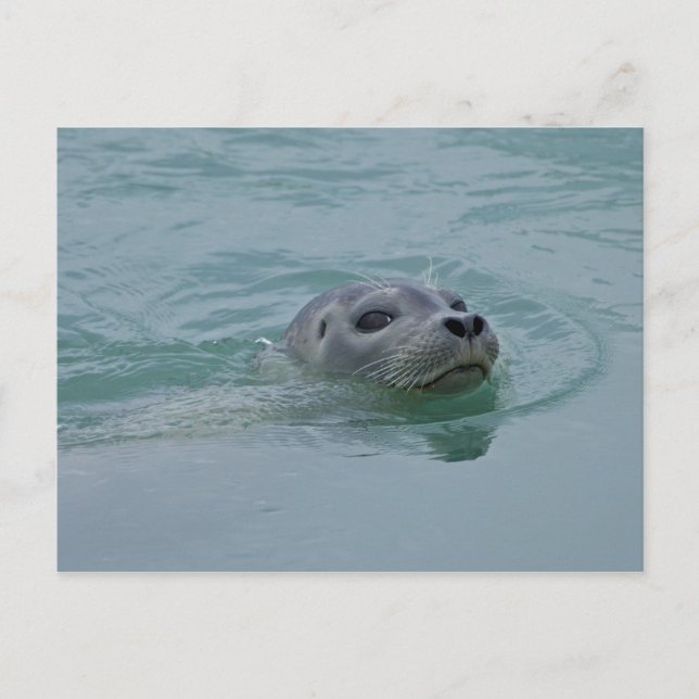 Harbor Seal simmande i Jokulsarlon glaciös sjö Vykort (Framsida)