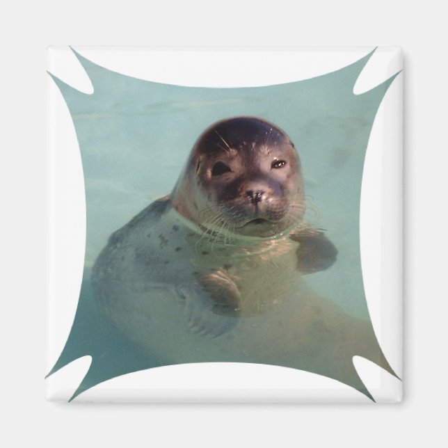 Harbor Seal Square Magnet (Framsidan)