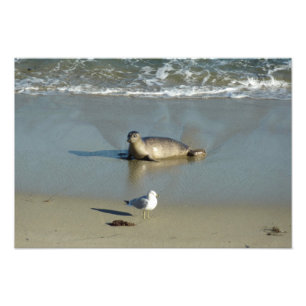 Harbor Seal vid La Jolla California Fototryck