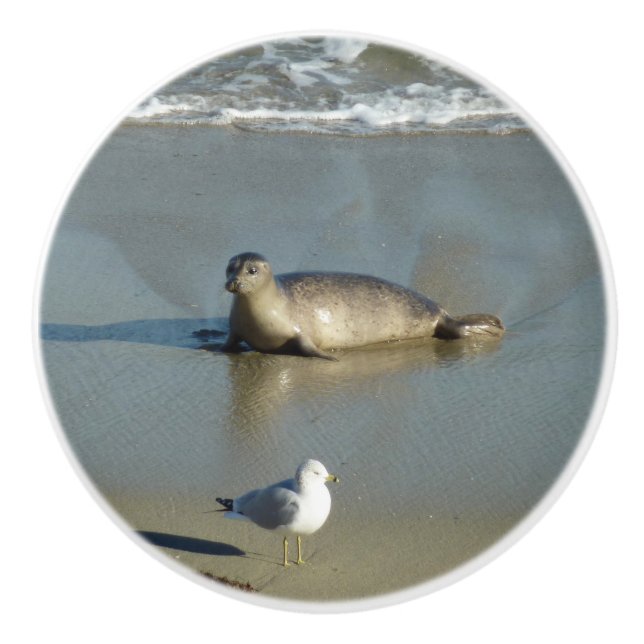 Harbor Seal vid La Jolla California Knopp (Framsidan)