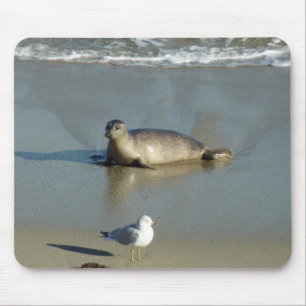 Harbor Seal vid La Jolla California Musmatta
