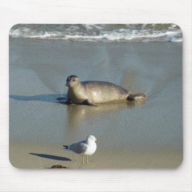 Harbor Seal vid La Jolla California Musmatta (Framsidan)