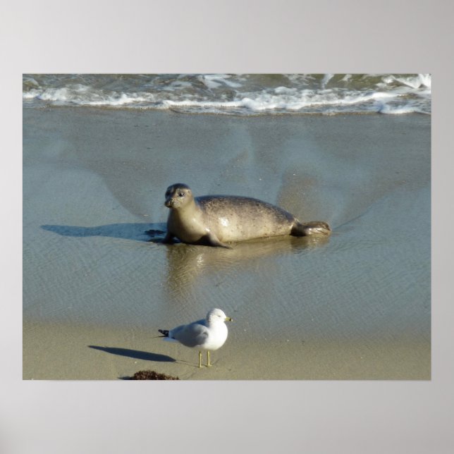 Harbor Seal vid La Jolla California Poster (Framsidan)