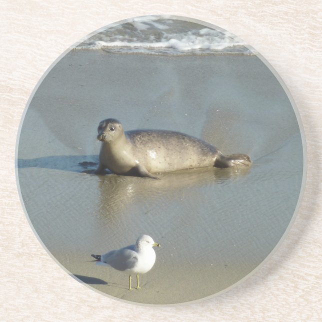 Harbor Seal vid La Jolla California Underlägg (Framsidan)