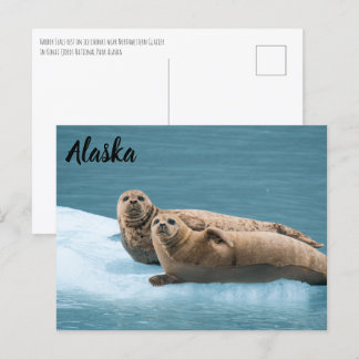 Harbour Sälar Kenai Fjords Alaska Postcard Vykort