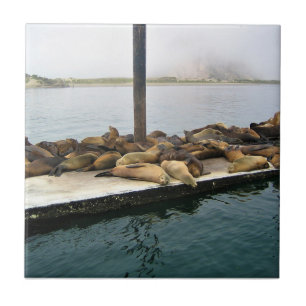 Harbour Sälar, Morro Bay, Kalifornien Kakelplatta